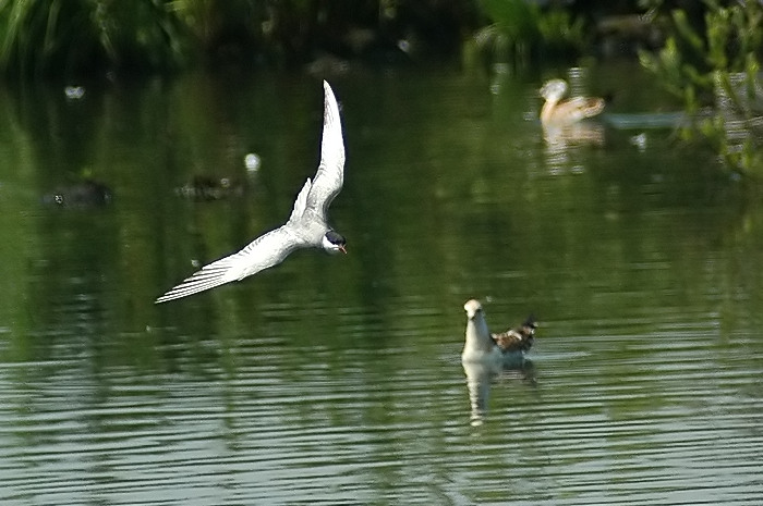 11.jpg - Witwangstern (adult). Molsbroek, Lokeren. 8/06/2005. Foto: Joris Everaert. Nikon D70, Sigma APO 400mm f5.6