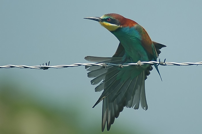 13.jpg - Bijeneter. Puyenbroeck, Wachtebeke. mei-augustus 2005. Foto: Joris Everaert. Nikon D70, Sigma APO 400mm f5.6