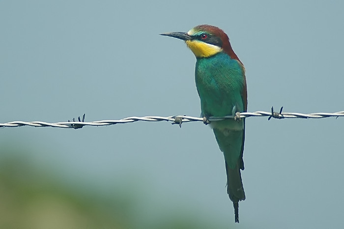 14.jpg - Bijeneter. Puyenbroeck, Wachtebeke. mei-augustus 2005. Foto: Joris Everaert. Nikon D70, Sigma APO 400mm f5.6