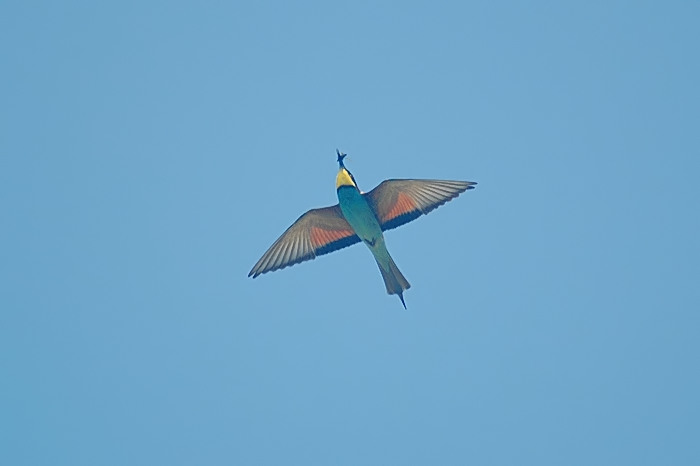 15.jpg - Bijeneter. Puyenbroeck, Wachtebeke. mei-augustus 2005. Foto: Joris Everaert. Nikon D70, Sigma APO 400mm f5.6