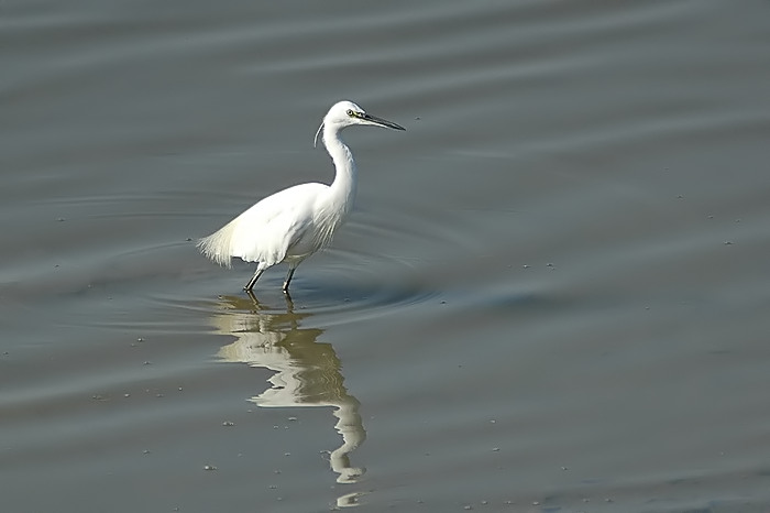 16.jpg - Kleine Zilverreiger. Molsbroek, Lokeren. 13/08/2005. Foto: Joris Everaert. Nikon D70, Nikon AF-S ED 300mm f4 met TC-14EII 1.4x