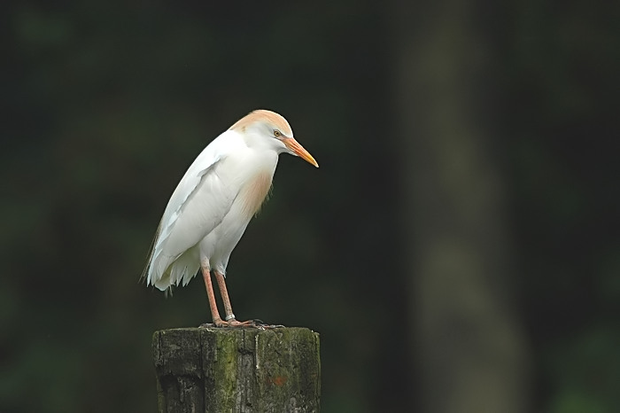 18.jpg - Koereiger. Durmemeersen, Zele. 13/08/2005. Foto: Joris Everaert. Nikon D70, Nikon AF-S ED 300mm f4 met TC-14EII 1.4x