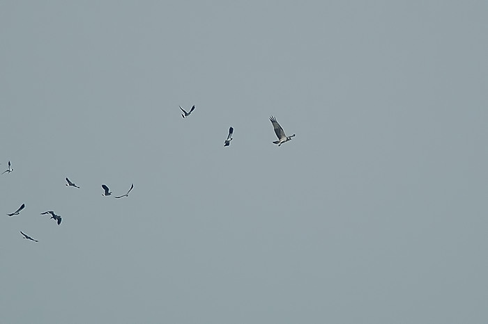 19.jpg - Visarend. Molsbroek, Lokeren. 10/09/2005. Foto: Joris Everaert. Nikon D70, Nikon AF-S ED 300mm f4 met TC-14EII 1.4x