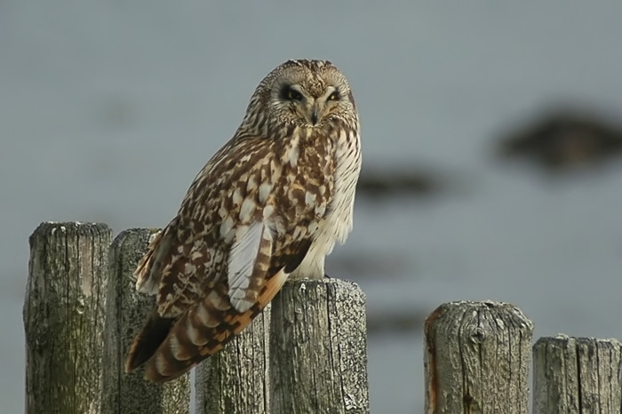 2.jpg - Velduil. Schelphoek, Zeeland (Nederland). 6/03/2005. Foto: Joris Everaert. Nikon D70, Sigma APO 400mm f5.6