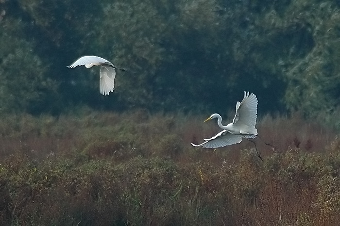 20.jpg - Grote Zilverreiger. Molsbroek, Lokeren. 8/10/2005. Foto: Joris Everaert. Nikon D70, Nikon AF-S ED 300mm f4 met TC-14EII 1.4x