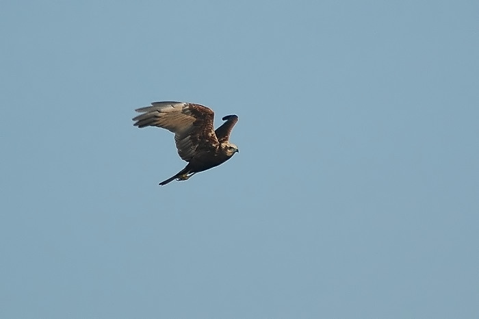 21.jpg - Bruine Kiekendief. Molsbroek, Lokeren. 15/10/2005. Foto: Joris Everaert. Nikon D70, Nikon AF-S ED 300mm f4 met TC-14EII 1.4x