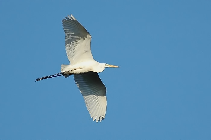 24.jpg - Grote Zilverreiger. Donk, Berlare. 15/10/2005. Foto: Joris Everaert. Nikon D70, Nikon AF-S ED 300mm f4 met TC-14EII 1.4x