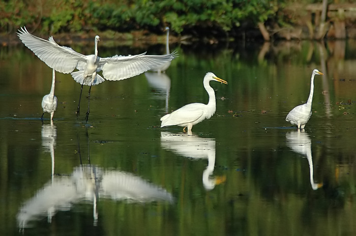 25.jpg - Grote Zilverreigers. Donk, Berlare. 15/10/2005. Foto: Joris Everaert. Nikon D70, Nikon AF-S ED 300mm f4 met TC-14EII 1.4x