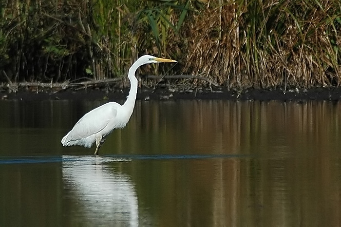 27.jpg - Grote Zilverreiger. Donk, Berlare. 16/10/2005. Foto: Joris Everaert. Nikon D70, Nikon AF-S ED 300mm f4 met TC-14EII 1.4x