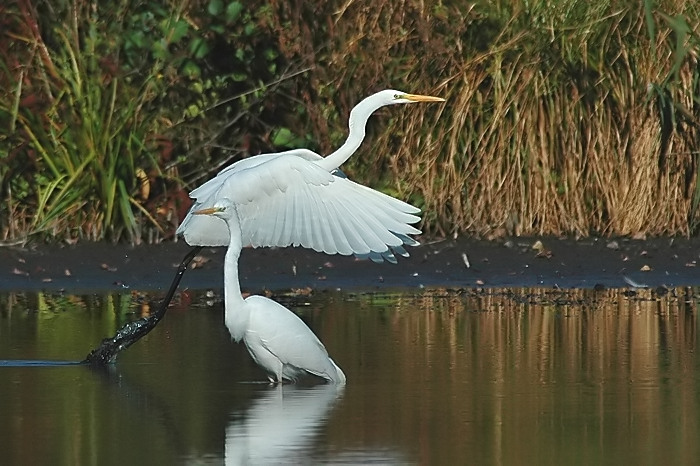 28.jpg - Grote Zilverreigers. Donk, Berlare. 16/10/2005. Foto: Joris Everaert. Nikon D70, Nikon AF-S ED 300mm f4 met TC-14EII 1.4x