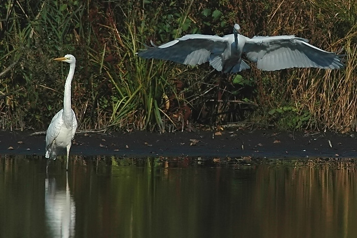 29.jpg - Grote Zilverreigers. Donk, Berlare. 16/10/2005. Foto: Joris Everaert. Nikon D70, Nikon AF-S ED 300mm f4 met TC-14EII 1.4x