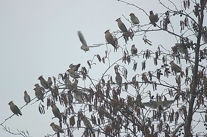 3.jpg - Pestvogels. Sportpark De Zeurt, Schoten (A'pen). 10/03/2005. Foto: Joris Everaert. Nikon D70, Sigma APO 400mm f5.6