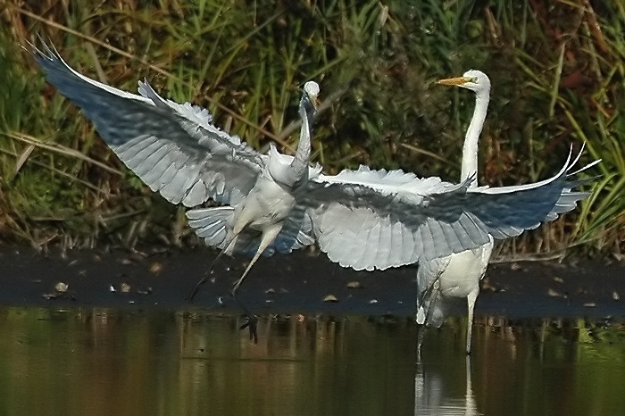 30.jpg - Grote Zilverreigers. Donk, Berlare. 16/10/2005. Foto: Joris Everaert. Nikon D70, Nikon AF-S ED 300mm f4 met TC-14EII 1.4x
