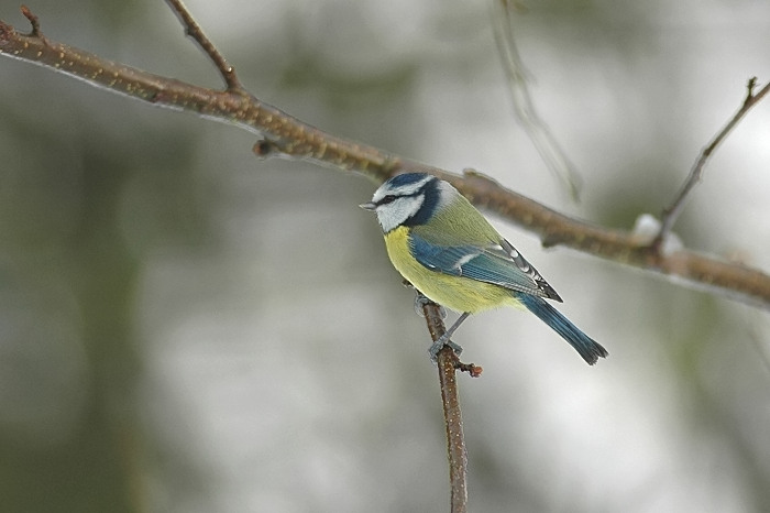 35.jpg - Pimpelmees. Molsbroek, Lokeren. 26/11/2005. Foto: Joris Everaert. Nikon D70, Nikon AF-S ED 300mm f4
