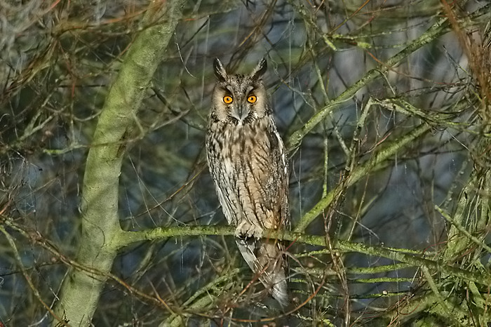 38.jpg - Ransuil. Molsbroek, Lokeren. 10/12/2005. Foto: Joris Everaert. Nikon D70, Nikon AF-S ED 300mm f4 met TC-14EII 1.4x