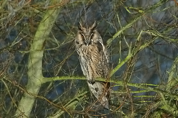 39.jpg - Ransuil. Molsbroek, Lokeren. 10/12/2005. Foto: Joris Everaert. Nikon D70, Nikon AF-S ED 300mm f4 met TC-14EII 1.4x