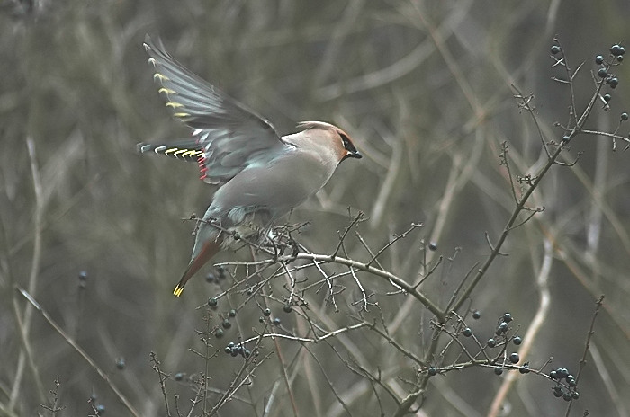 4.jpg - Pestvogel. Sportpark De Zeurt, Schoten (A'pen). 10/03/2005. Foto: Joris Everaert. Nikon D70, Sigma APO 400mm f5.6