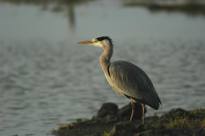 40.jpg - Blauwe Reiger. Zeeland (Nederland). 20/12/2005. Foto: Joris Everaert. Nikon D70, Nikon AF-S ED 300mm f4 met TC-14EII 1.4x