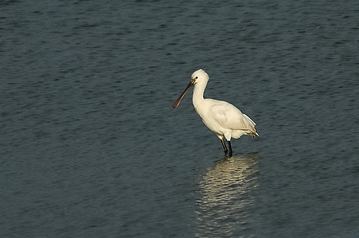 41.jpg - Lepelaar (onv). Zeeland (Nederland). 20/12/2005. Foto: Joris Everaert. Nikon D70, Nikon AF-S ED 300mm f4 met TC-14EII 1.4x
