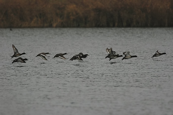 42.jpg - Toppereenden. Hamputten, Waasmunster. 23/12/2005. Foto: Joris Everaert. Nikon D70, Nikon AF-S ED 300mm f4 met TC-14EII 1.4x