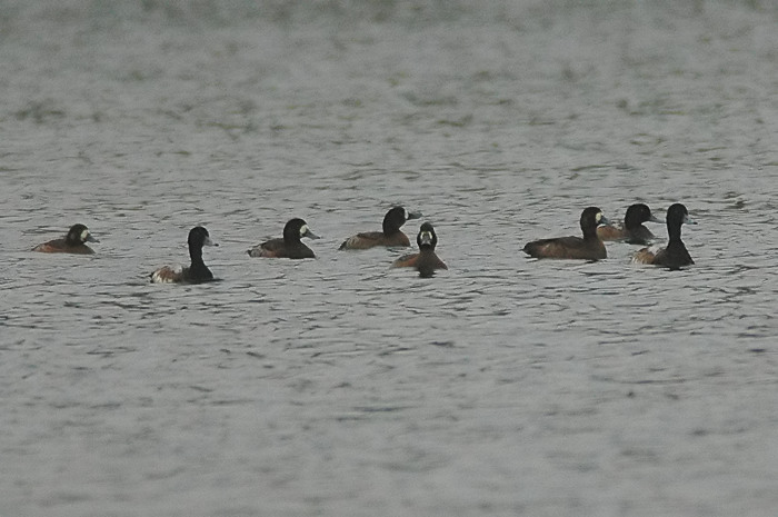 43.jpg - Toppereenden. Hamputten, Waasmunster. 23/12/2005. Foto: Joris Everaert. Nikon D70, Nikon AF-S ED 300mm f4 met TC-14EII 1.4x