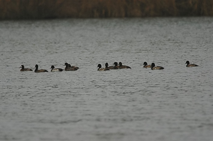 44.jpg - Toppereenden. Hamputten, Waasmunster. 23/12/2005. Foto: Joris Everaert. Nikon D70, Nikon AF-S ED 300mm f4 met TC-14EII 1.4x