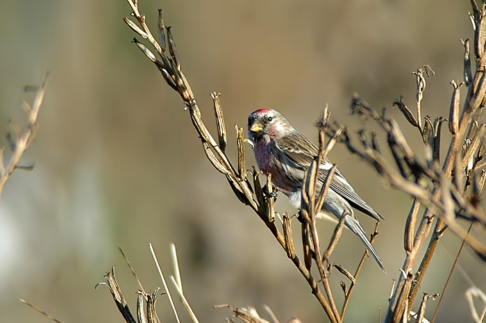 46.jpg - Grote Barmsijs. Hamputten, Waasmunster. 26/12/2005. Foto: Joris Everaert. Nikon D70, Nikon AF-S ED 300mm f4 met TC-14EII 1.4x