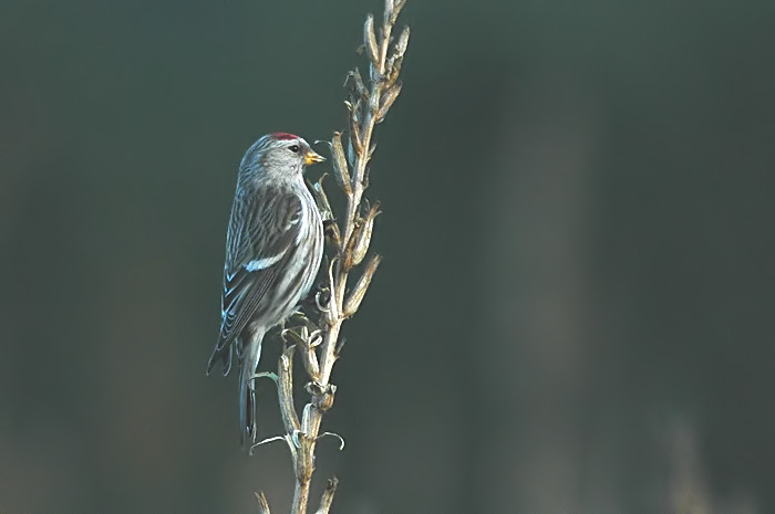47.jpg - Grote Barmsijs. Hamputten, Waasmunster. 26/12/2005. Foto: Joris Everaert. Nikon D70, Nikon AF-S ED 300mm f4 met TC-14EII 1.4x