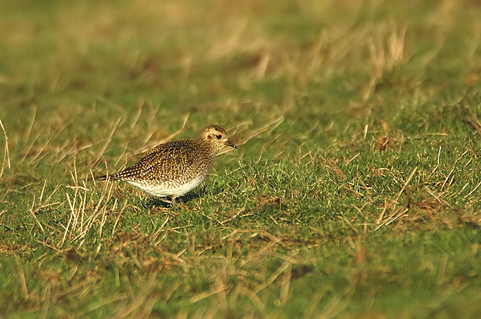 52.jpg - Goudplevier. Uitkerkse polder. 28/12/2005. Foto: Joris Everaert. Nikon D70, Nikon AF-S ED 300mm f4 met TC-14EII 1.4x