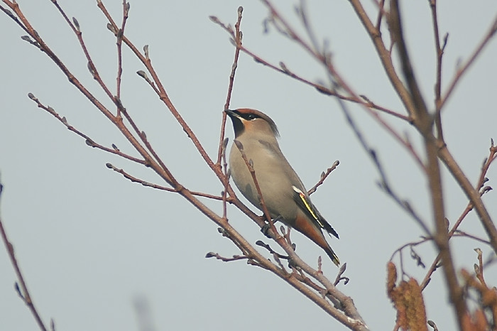 6.jpg - Pestvogel. Sportpark De Zeurt, Schoten (A'pen). 10/03/2005. Foto: Joris Everaert. Nikon D70, Sigma APO 400mm f5.6