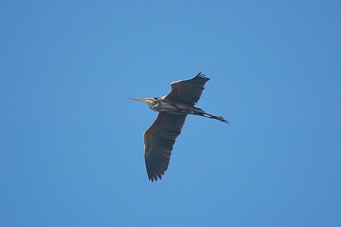 8.jpg - Purperreiger (adult). Trektelpost Breskens. mei 2005. Foto: Joris Everaert. Nikon D70, Sigma APO 400mm f5.6