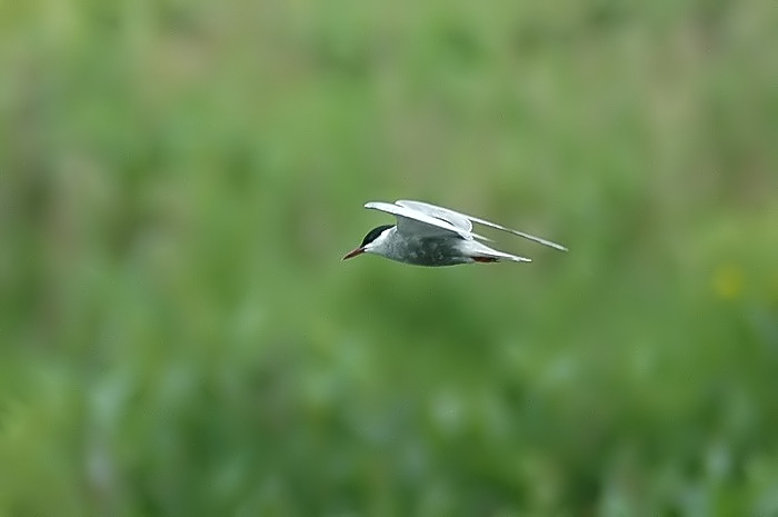 9.jpg - Witwangstern (adult). Molsbroek, Lokeren. 29/05/2005. Foto: Joris Everaert. Nikon D70, Sigma APO 400mm f5.6