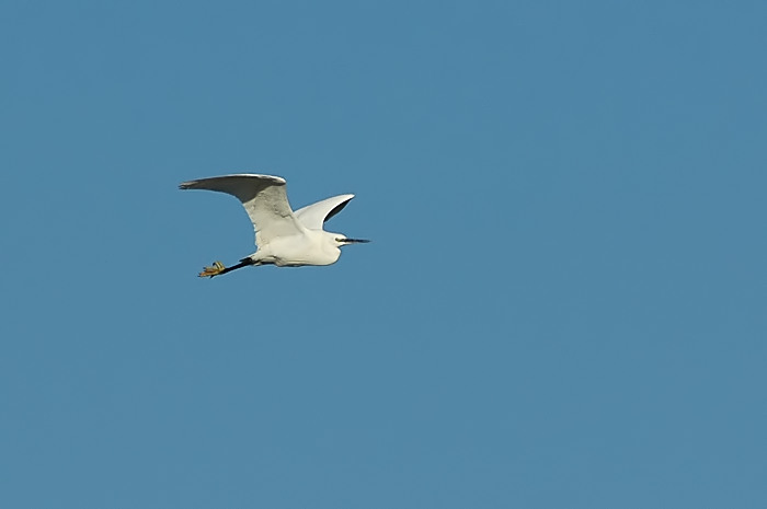 1.jpg - Kleine Zilverreiger. Tholen (Ned). 9/01/2006. Foto: Joris Everaert. Nikon D70, Nikon AF-S ED 300mm F4 met TC-14EII 1.4x