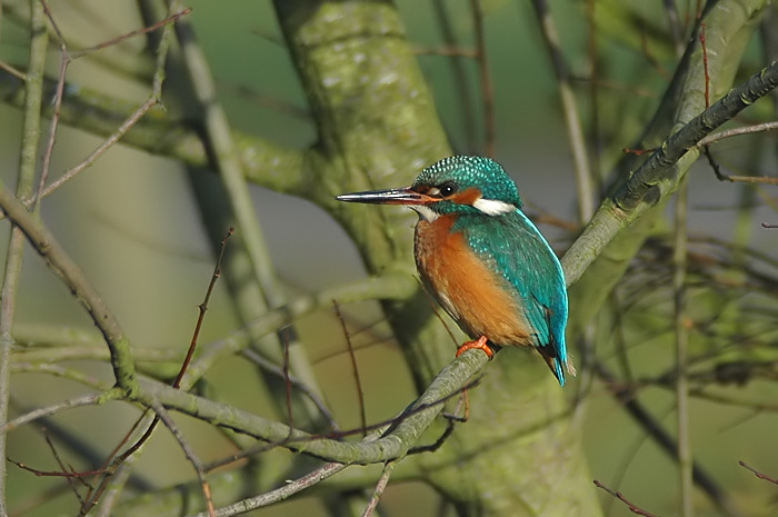 11.jpg - IJsvogel. De Zeurt. Schoten. 13/01/2006. Foto: Joris Everaert. Nikon D70, Nikon AF-S ED 300mm f4 met TC-14EII 1.4x