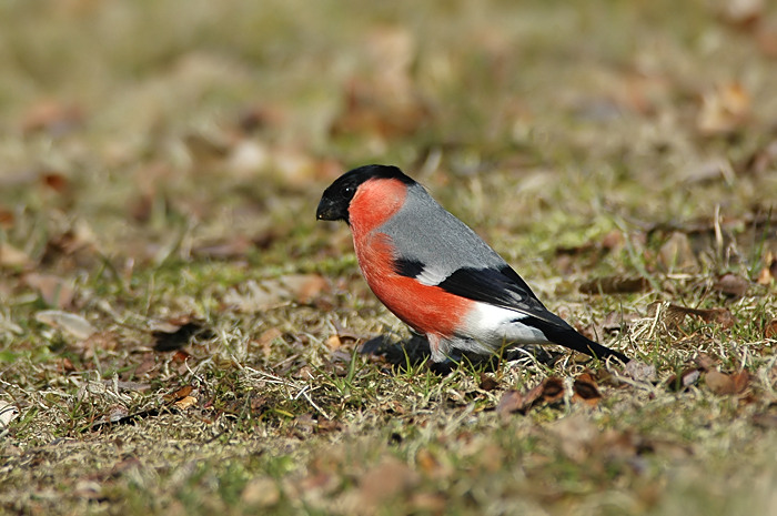 29.jpg - Noordse Goudvink (m). Eksaarde. 23/03/2006. Foto: Joris Everaert. Nikon D70, Nikon AF-S ED 300mm f4 met TC-14EII 1.4x