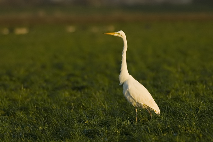 1.jpg - Grote Zilverreiger (Great White Egret, Egretta alba). Linkeroever, Beveren. 1/01/2007. Copyright: Joris Everaert. Nikon D70, Nikon AF-S ED 300mm f4 + 1.4 teleconverter