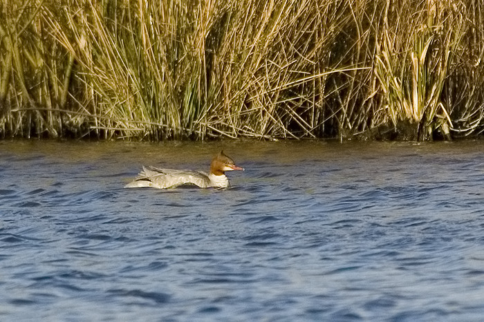 11.jpg - Grote Zaagbek (Goosander, Mergus merganser). Donkmeer, Berlare. 18/03/2007. Copyright: Joris Everaert. Nikon D70, Nikon AF-S ED 300mm f4 + 1.4 teleconverter
