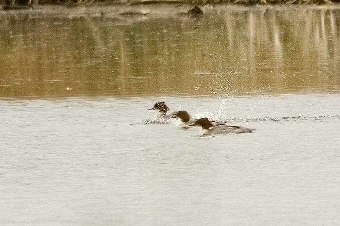 12.jpg - Grote Zaagbek (Goosander, Mergus merganser). Donkmeer, Berlare. 18/03/2007. Copyright: Joris Everaert. Nikon D70, Nikon AF-S ED 300mm f4 + 1.4 teleconverter