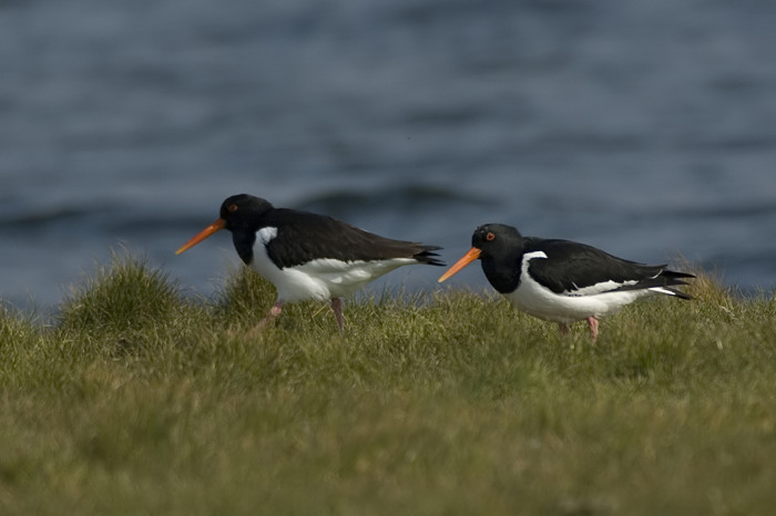 13.jpg - Scholekster (Oystercatcher, Haematopus ostralegus). Zeeland. 28/03/2007. Copyright: Joris Everaert. Nikon D70, Nikon AF-S ED 300mm f4 + 1.4 teleconverter