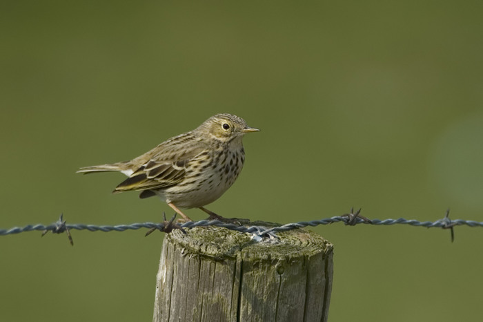 15.jpg - Graspieper (Meadow Pipit, Anthus pratensis). Zeeland. 28/03/2007. Copyright: Joris Everaert. Nikon D70, Nikon AF-S ED 300mm f4 + 1.4 teleconverter