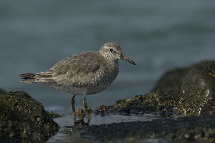 16.jpg - Kanoet (Red Knot, Calidris canutus). Zeeland. 28/03/2007. Copyright: Joris Everaert. Nikon D70, Nikon AF-S ED 300mm f4 + 1.4 teleconverter