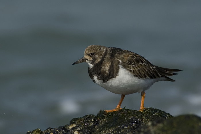 17.jpg - Steenloper (Turnstone, Arenaria interpres). Zeeland. 28/03/2007. Copyright: Joris Everaert. Nikon D70, Nikon AF-S ED 300mm f4 + 1.4 teleconverter