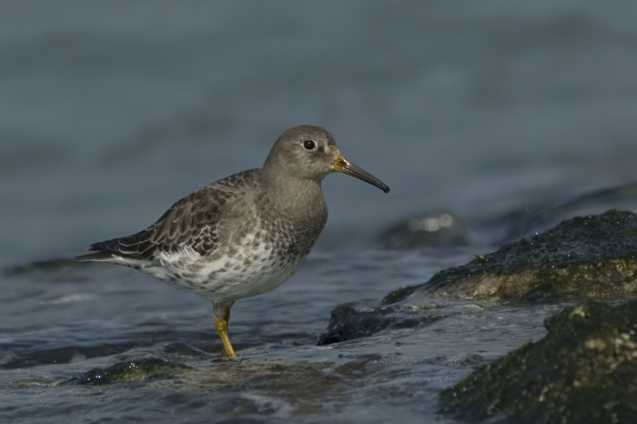 18.jpg - Paarse Strandloper (Purple Sandpiper, Calidris maritima). Zeeland. 28/03/2007. Copyright: Joris Everaert. Nikon D70, Nikon AF-S ED 300mm f4 + 1.4 teleconverter