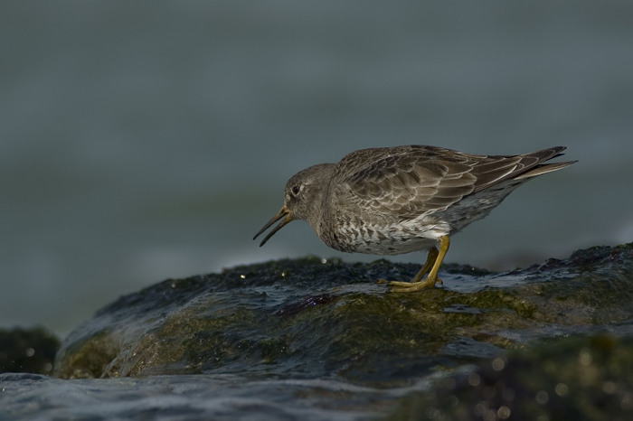 19.jpg - Paarse Strandloper (Purple Sandpiper, Calidris maritima). Zeeland. 28/03/2007. Copyright: Joris Everaert. Nikon D70, Nikon AF-S ED 300mm f4 + 1.4 teleconverter