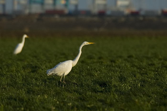 2.jpg - Grote Zilverreiger (Great White Egret, Egretta alba). Linkeroever, Beveren. 1/01/2007. Copyright: Joris Everaert. Nikon D70, Nikon AF-S ED 300mm f4 + 1.4 teleconverter