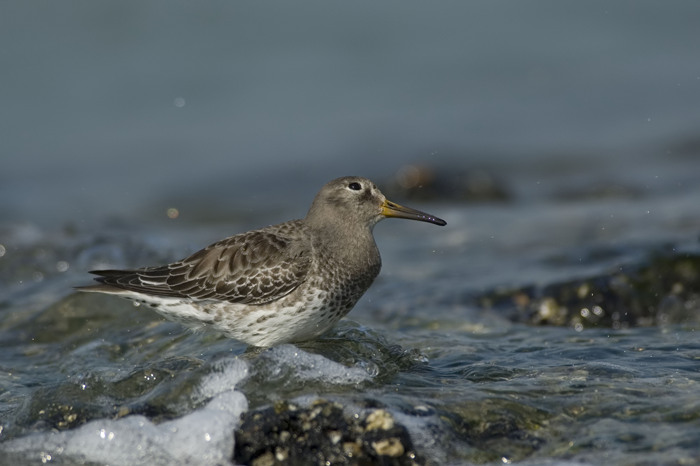 20.jpg - Paarse Strandloper (Purple Sandpiper, Calidris maritima). Zeeland. 28/03/2007. Copyright: Joris Everaert. Nikon D70, Nikon AF-S ED 300mm f4 + 1.4 teleconverter