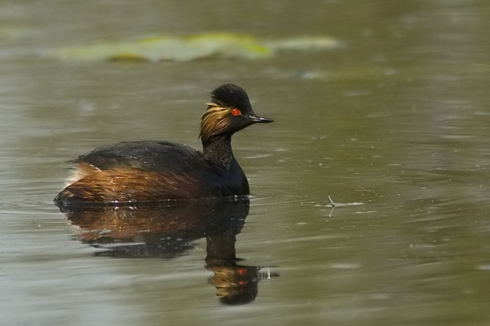 23.jpg - Geoorde Fuut (Black-necked Grebe, Podiceps nigricollis). Molsbroek, Lokeren. 13/04/2007. Copyright: Joris Everaert. Nikon D70, Nikon AF-S ED 300mm f4 + 1.4 teleconverter