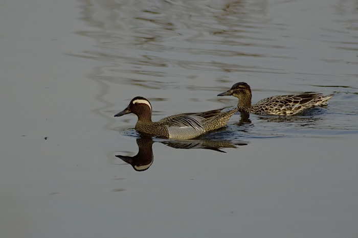 24.jpg - koppel Zomertaling (Garganey, Anas querquedula). Molsbroek, Lokeren. 13/04/2007. Copyright: Joris Everaert. Nikon D70, Nikon AF-S ED 300mm f4 + 1.4 teleconverter