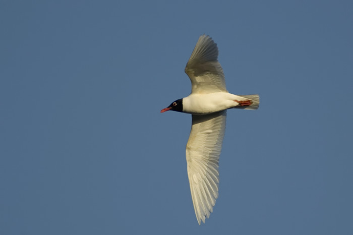 26.jpg - Zwartkopmeeuw (Mediterranean Gull, Larus melanocephalus). Molsbroek, Lokeren. 19/05/2007. Copyright: Joris Everaert. Nikon D70, Nikon AF-S ED 300mm f4 + 1.4 teleconverter