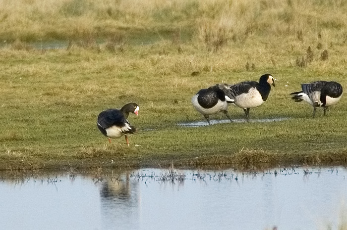3.jpg - Dwerggans (Lesser White-fronted Goose, Anser erythropus). Prunjepolder, Zeeland. 4/02/2007. Copyright: Joris Everaert. Nikon D70, Nikon AF-S ED 300mm f4 + 1.4 teleconverter